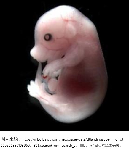 ECONE™全胚胎旋转培养系统